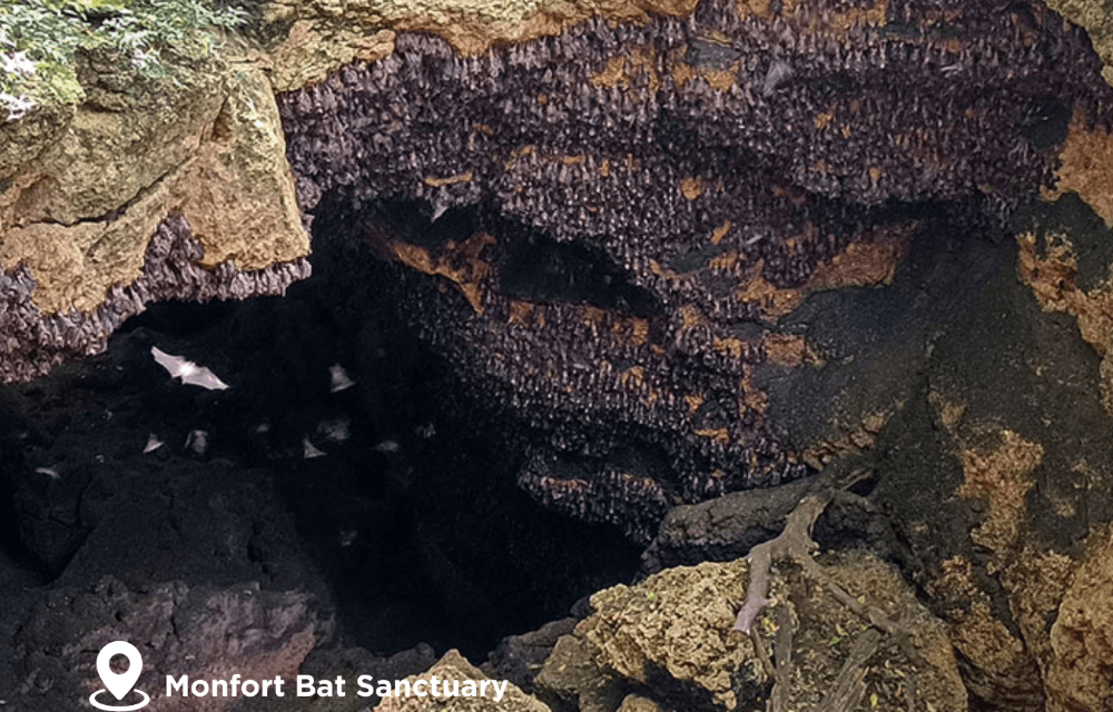 Monfort Bat Sanctuary
