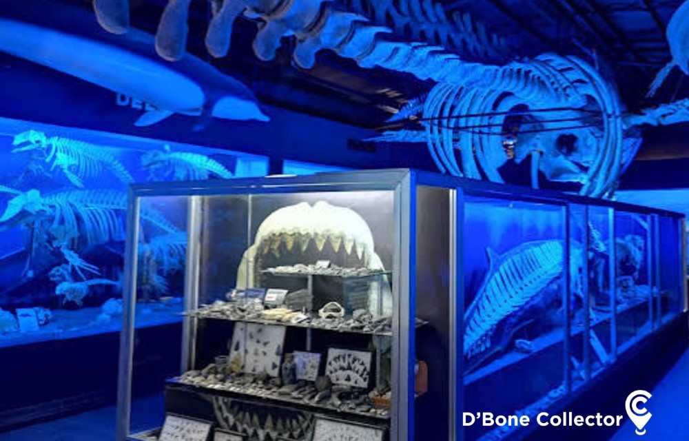 D' Bone Collector Museum